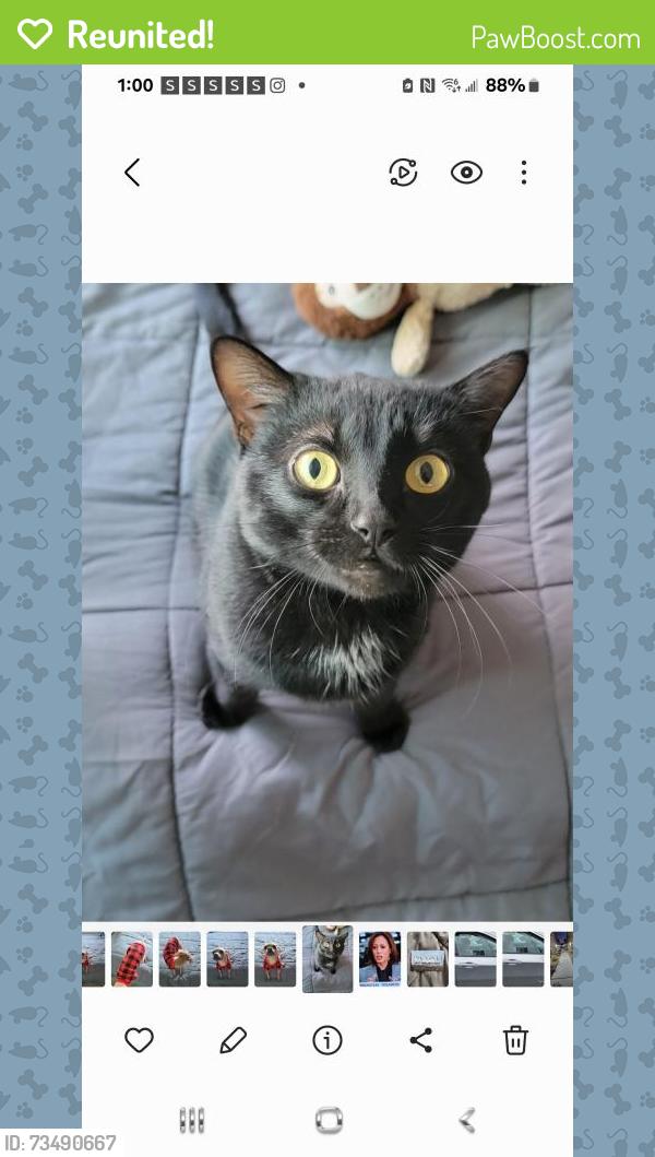 Reunited Male Cat last seen Near W Mesquite Blvd, Mesquite, NV 89027