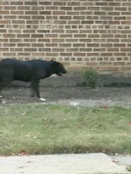 Found/Stray Unknown Dog last seen West 89th and South Normal, Chicago, IL 60620