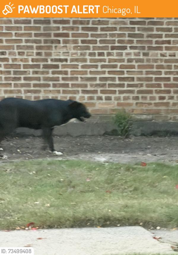 Found/Stray Unknown Dog last seen West 89th and South Normal, Chicago, IL 60620