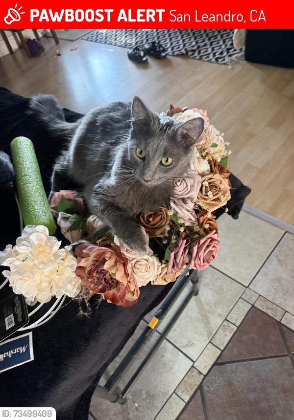 Lost Female Cat last seen Warden park, San Leandro, CA 94577