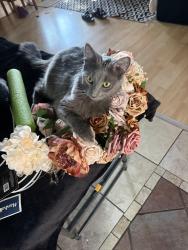 Lost Female Cat last seen Warden park, San Leandro, CA 94577