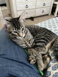 Lost Male Cat last seen Edinger/Springdale, Huntington Beach, CA 92647