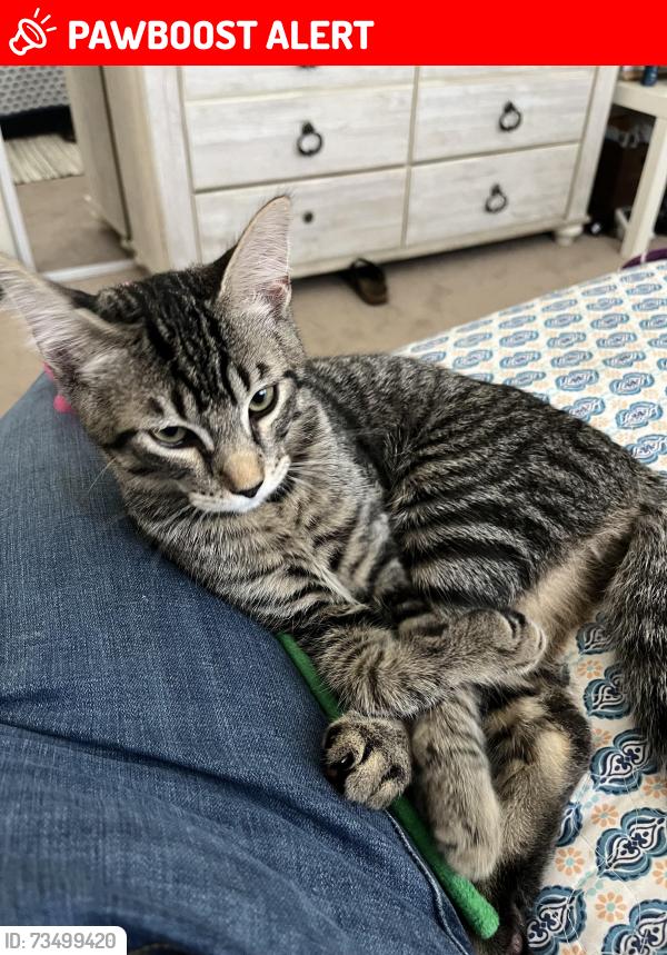 Lost Male Cat last seen Edinger/Springdale, Huntington Beach, CA 92647