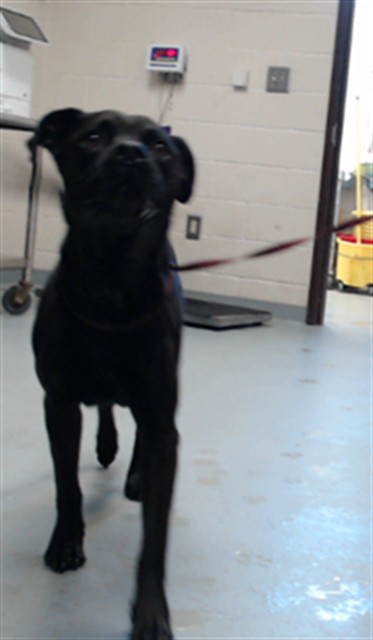 Shelter Stray Male Dog last seen Near GROVE ST, FAYETTEVILLE NC 28301, 4704 Corporation Dr, Fayetteville, NC 28306, USA