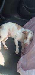 Shelter Stray Male Dog last seen BROADWAY & X ST, 2127 Front St, Sacramento, CA 95818, USA