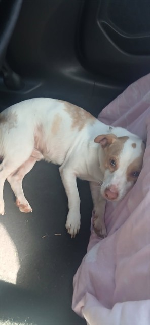 Shelter Stray Male Dog last seen BROADWAY & X ST, 2127 Front St, Sacramento, CA 95818, USA