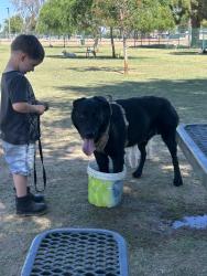 Lost Male Dog last seen Hazelwood and 23rd, Phoenix, AZ 85015