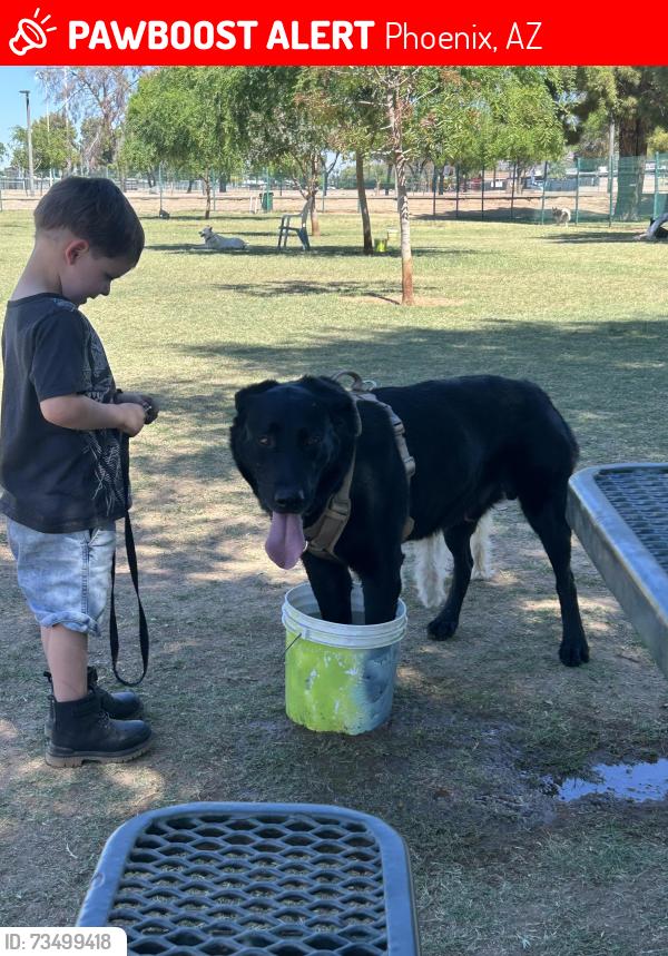 Lost Male Dog last seen Hazelwood and 23rd, Phoenix, AZ 85015