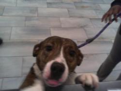 Shelter Stray Female Dog last seen CHARLOTTE, 8315 Byrum Dr, Charlotte, NC 28217, USA