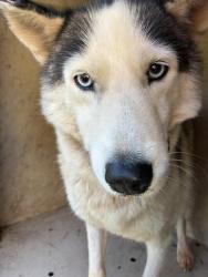 Shelter Stray Female Dog last seen Near BLOCK SE 25TH ST, OKLAHOMA CITY OK 73129, 2811 SE 29th St, Oklahoma City, OK 73129, USA