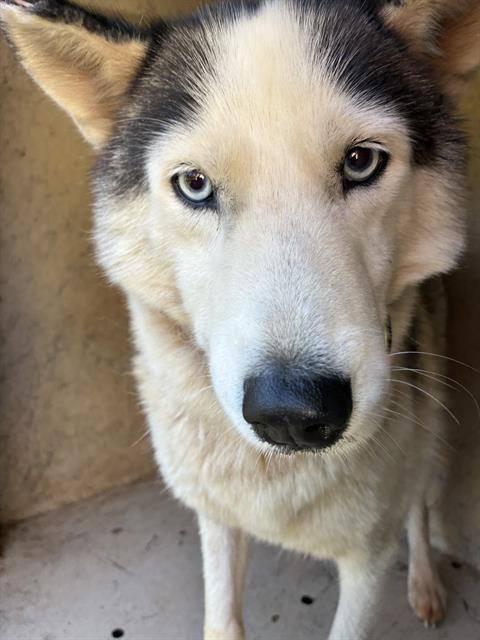 Shelter Stray Female Dog last seen Near BLOCK SE 25TH ST, OKLAHOMA CITY OK 73129, 2811 SE 29th St, Oklahoma City, OK 73129, USA
