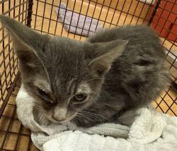 Shelter Stray Male Cat last seen ETHAN WAY/MIDDLEBERRY RD, 95825, 3839 Bradshaw Rd, Sacramento, CA 95827, USA
