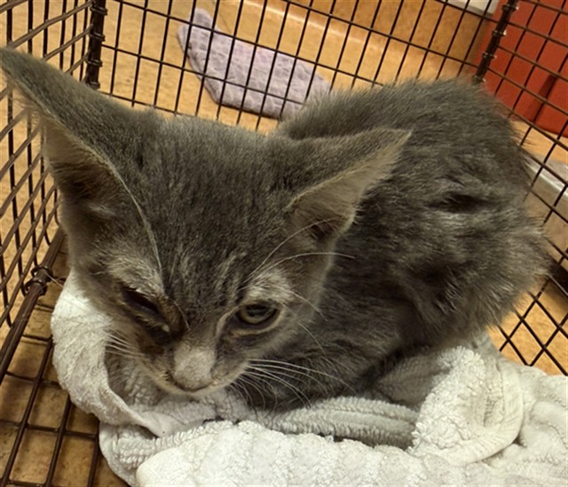 Shelter Stray Male Cat last seen ETHAN WAY/MIDDLEBERRY RD, 95825, 3839 Bradshaw Rd, Sacramento, CA 95827, USA