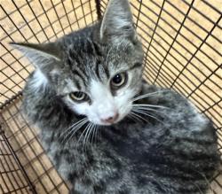 Shelter Stray Female Cat last seen ETHAN WAY/MIDDLEBERRY RD, 95825, 3839 Bradshaw Rd, Sacramento, CA 95827, USA