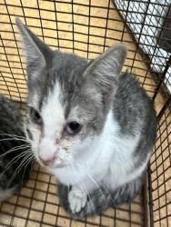 Shelter Stray Male Cat last seen ETHAN WAY/MIDDLEBERRY RD, 95825, 3839 Bradshaw Rd, Sacramento, CA 95827, USA