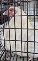 Shelter Stray Female Bird last seen Near BLOCK W CODED ST, 333 Chandler Pl, San Bernardino, CA 92408, USA