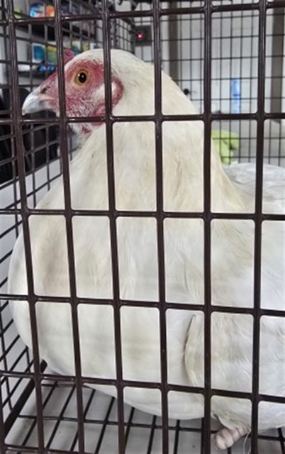 Shelter Stray Female Bird last seen Near BLOCK W CODED ST, 333 Chandler Pl, San Bernardino, CA 92408, USA