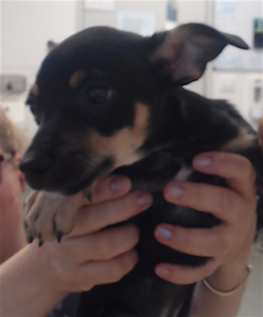 Shelter Stray Female Dog last seen UNION SQUARE GEARY AND POWELL, 1419 Bryant St, San Francisco, CA 94103, USA