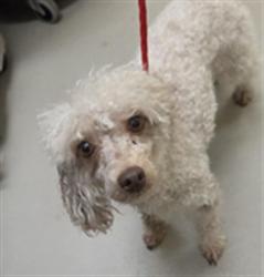 Shelter Stray Female Dog last seen N ELDER RD/SF, 232 Eslinger Way, Sanford, FL 32773, USA