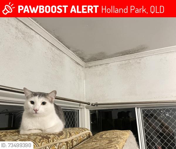 Lost Male Cat last seen Digby Street Holland Park, Holland Park, QLD 4121
