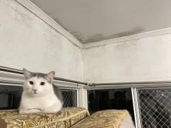 Lost Male Cat last seen Digby Street Holland Park, Holland Park, QLD 4121