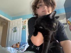 Lost Female Cat last seen Terrybrook Dr, Sterling Heights, MI 48312
