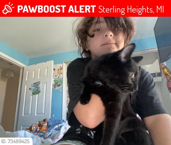 Lost Female Cat last seen Terrybrook Dr, Sterling Heights, MI 48312