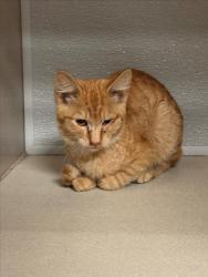 Shelter Stray Unknown Cat last seen Near BLOCK W HARVEST LN, WICHITA KS 67212, 3303 N Hillside St, Wichita, KS 67219, USA