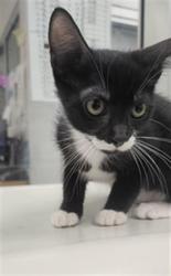 Shelter Stray Female Cat last seen , 11361 W Pico Blvd, Los Angeles, CA 90064, USA