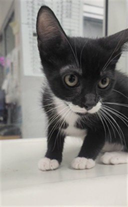 Shelter Stray Female Cat last seen , 11361 W Pico Blvd, Los Angeles, CA 90064, USA