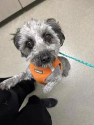 Shelter Stray Female Dog last seen Near BLOCK OF W CHARLESTON BLVD, 655 N Mojave Rd, Las Vegas, NV 89101, USA