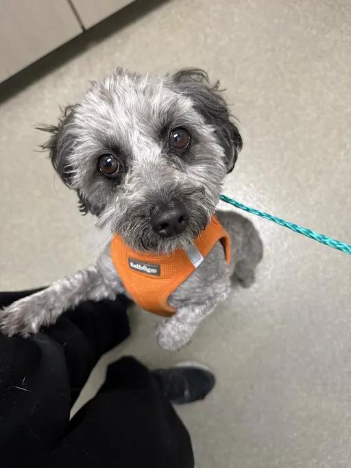 Shelter Stray Female Dog last seen Near BLOCK OF W CHARLESTON BLVD, 655 N Mojave Rd, Las Vegas, NV 89101, USA