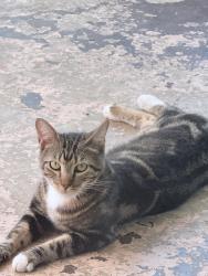 Lost Male Cat last seen Stuebner Airline and 1960, Houston, TX 77066