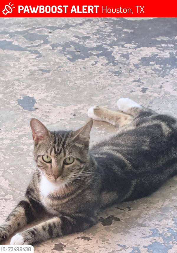 Lost Male Cat last seen Stuebner Airline and 1960, Houston, TX 77066