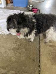 Reunited Female Dog last seen Factor and Duell st., Azusa, CA 91702