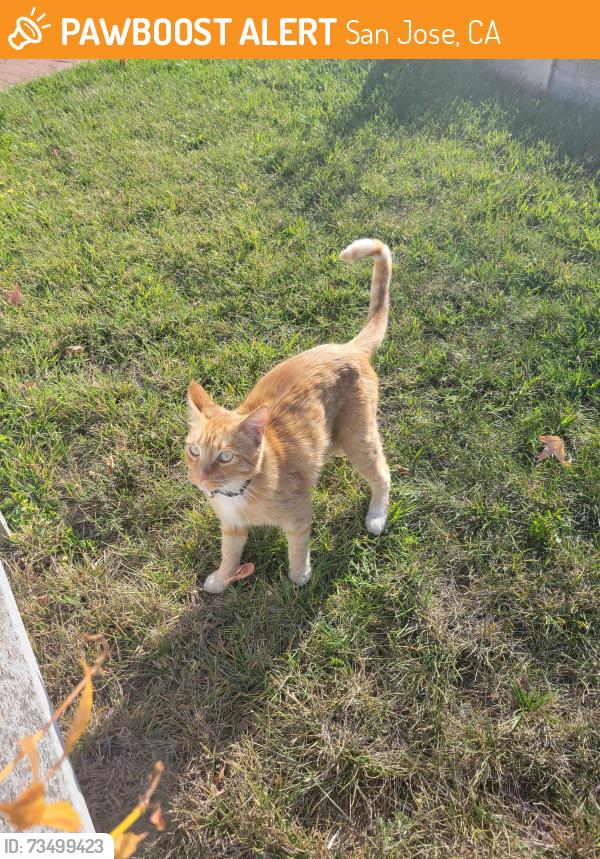 Found/Stray Unknown Cat last seen Near gunston way, San Jose, CA 95124