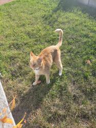 Found/Stray Unknown Cat last seen Near gunston way, San Jose, CA 95124