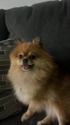 Lost Female Dog last seen Near fourth ave, Chula Vista, CA 91911
