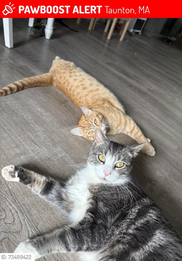 Lost Male Cat last seen Middleboro ave, Dolan circle, Margaret rd, Seaver st, Viking st,, Taunton, MA 02718