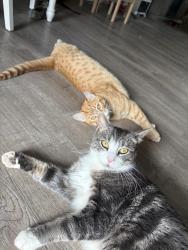 Lost Male Cat last seen Middleboro ave, Dolan circle, Margaret rd, Seaver st, Viking st,, Taunton, MA 02718