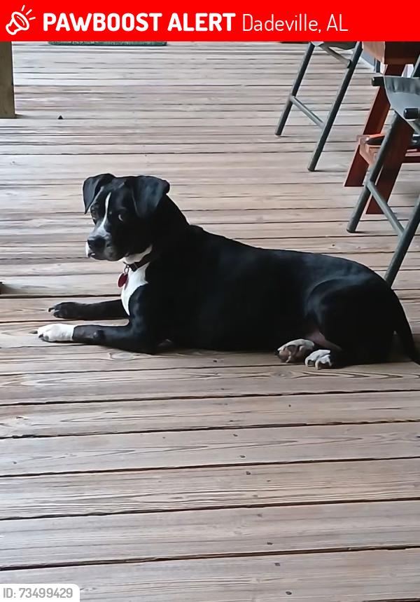Lost Female Dog last seen Dudleyville Rd. Elder Rd., Dadeville, AL 36853