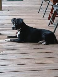 Lost Female Dog last seen Dudleyville Rd. Elder Rd., Dadeville, AL 36853