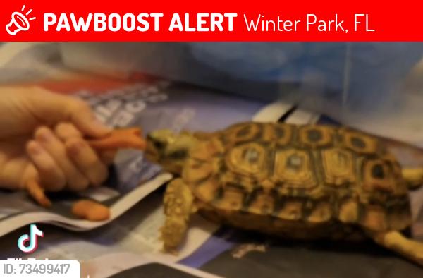 Lost Female Reptile last seen Winter Park ests, North of Aloma Avenue/West of 436/Semoran Blvd, Winter Park, FL 32792