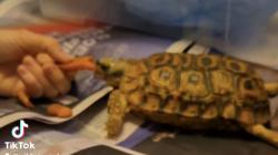 Lost Female Reptile last seen Winter Park ests, North of Aloma Avenue/West of 436/Semoran Blvd, Winter Park, FL 32792