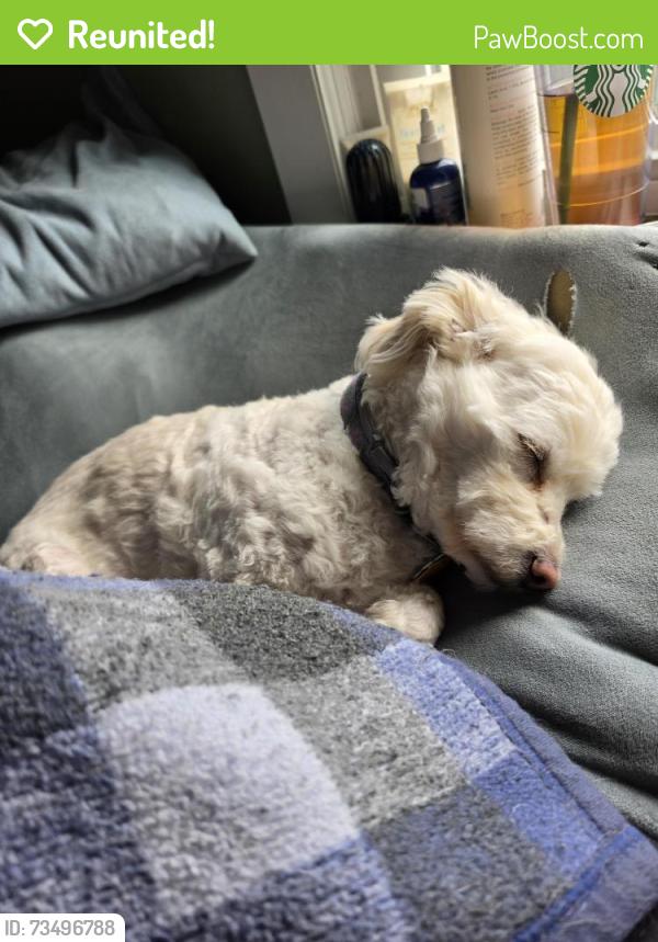 Reunited Female Dog last seen Maple & Bridgewater, Bensalem, PA 19020