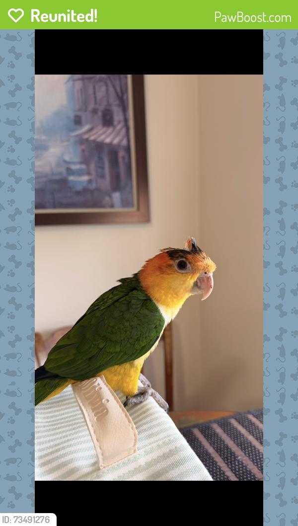 Reunited Unknown Bird last seen hses, Lake Worth Beach, FL 33460