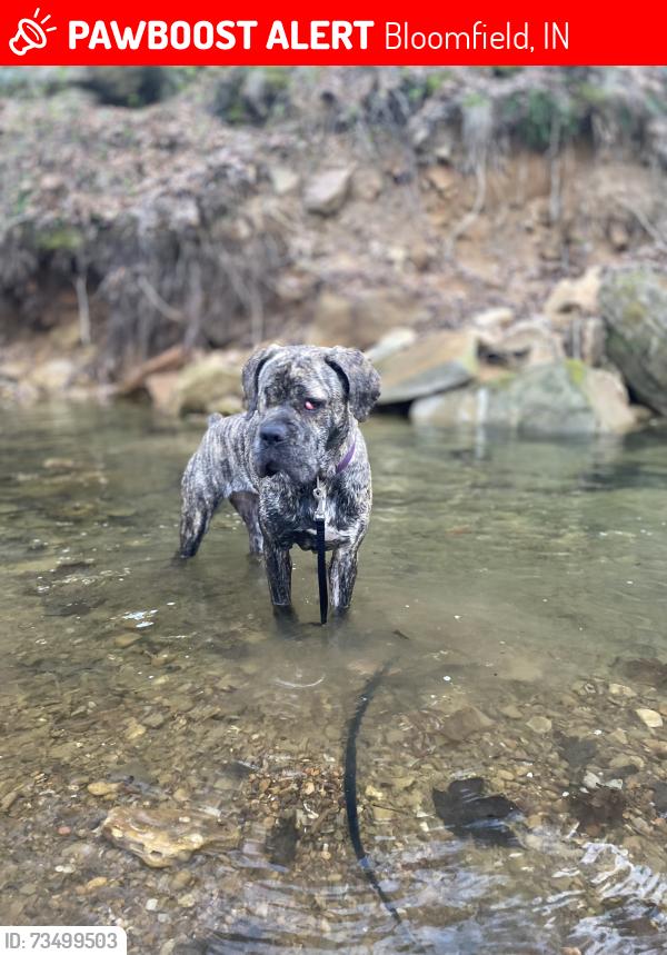 Lost Female Dog last seen Algood Drive her home, Bloomfield, IN 47424