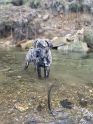 Lost Female Dog last seen Algood Drive her home, Bloomfield, IN 47424