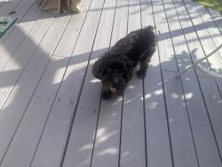 Found/Stray Male Dog last seen Audrey Ave/234, Torrance, CA 90505