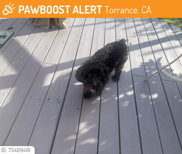 Found/Stray Male Dog last seen Audrey Ave/234, Torrance, CA 90505